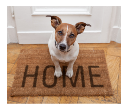 dog sitting on welcome mat image