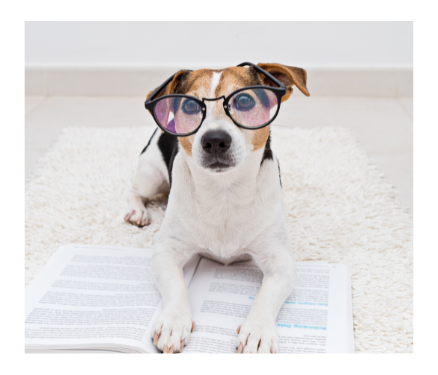 dog studying a book with glasses image