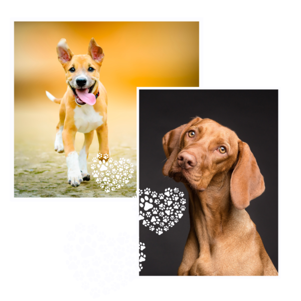 happy dogs with hearts image